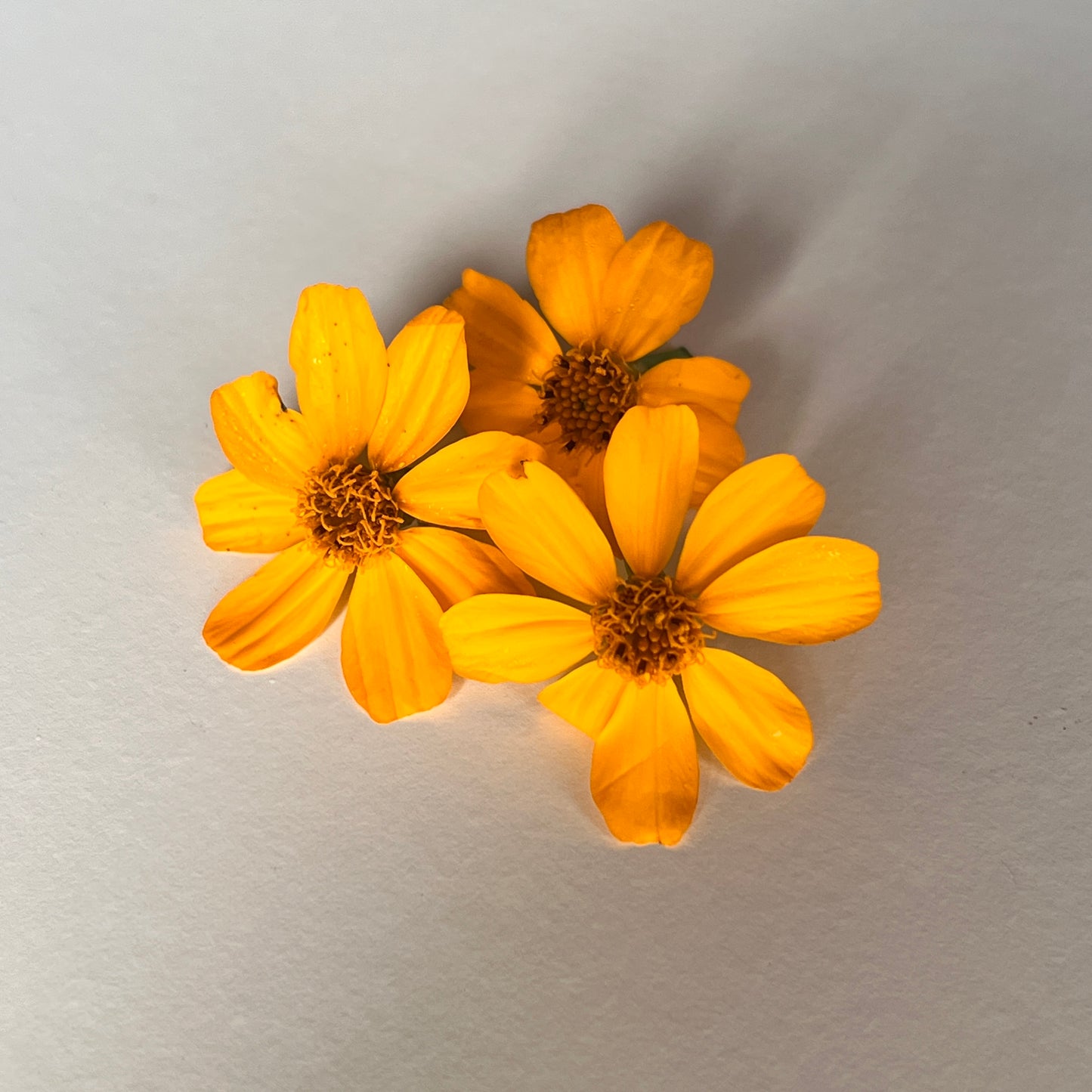 Pineapple Marigold Flower
