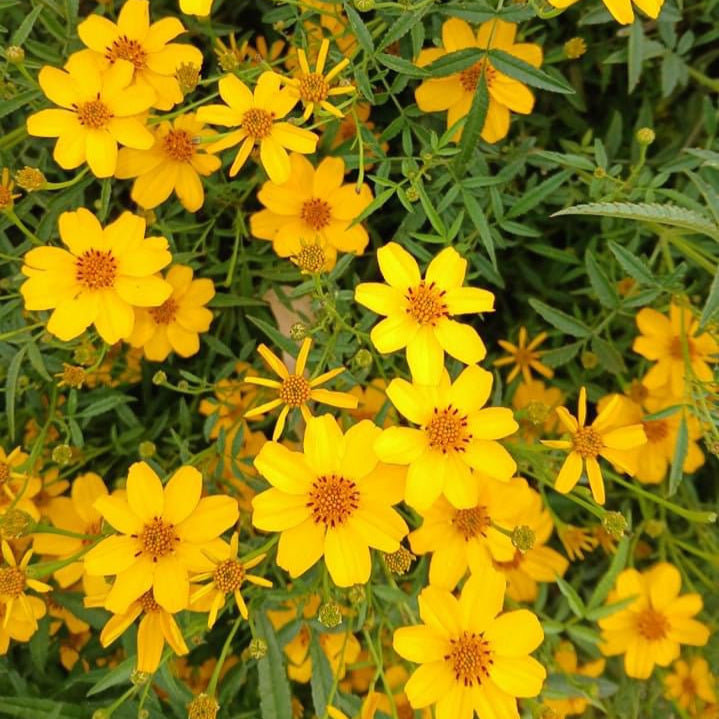 Pineapple Marigold Flower