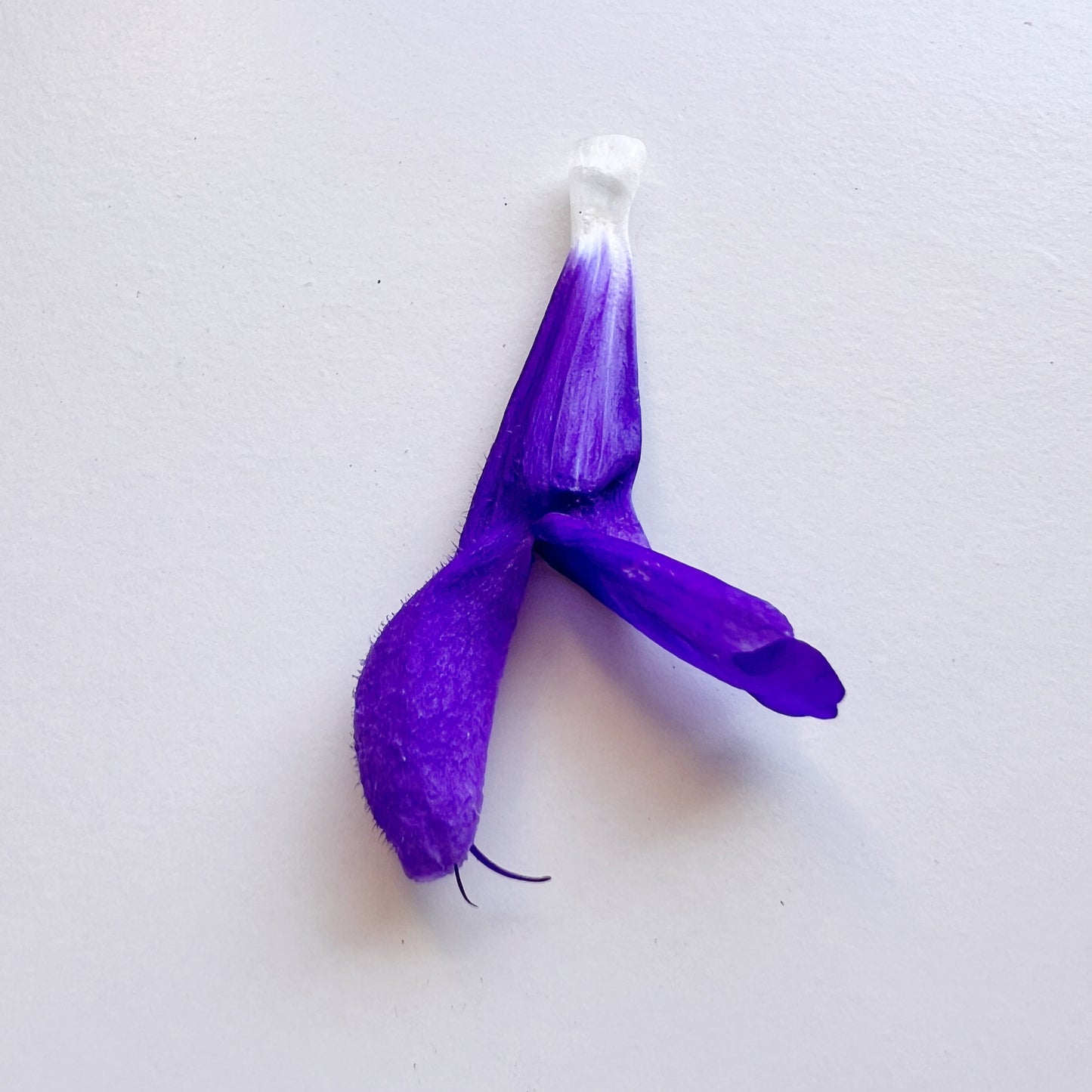 Sage (Salvia sp.)