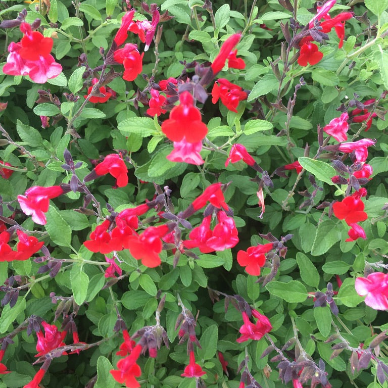 Sage (Salvia sp.)