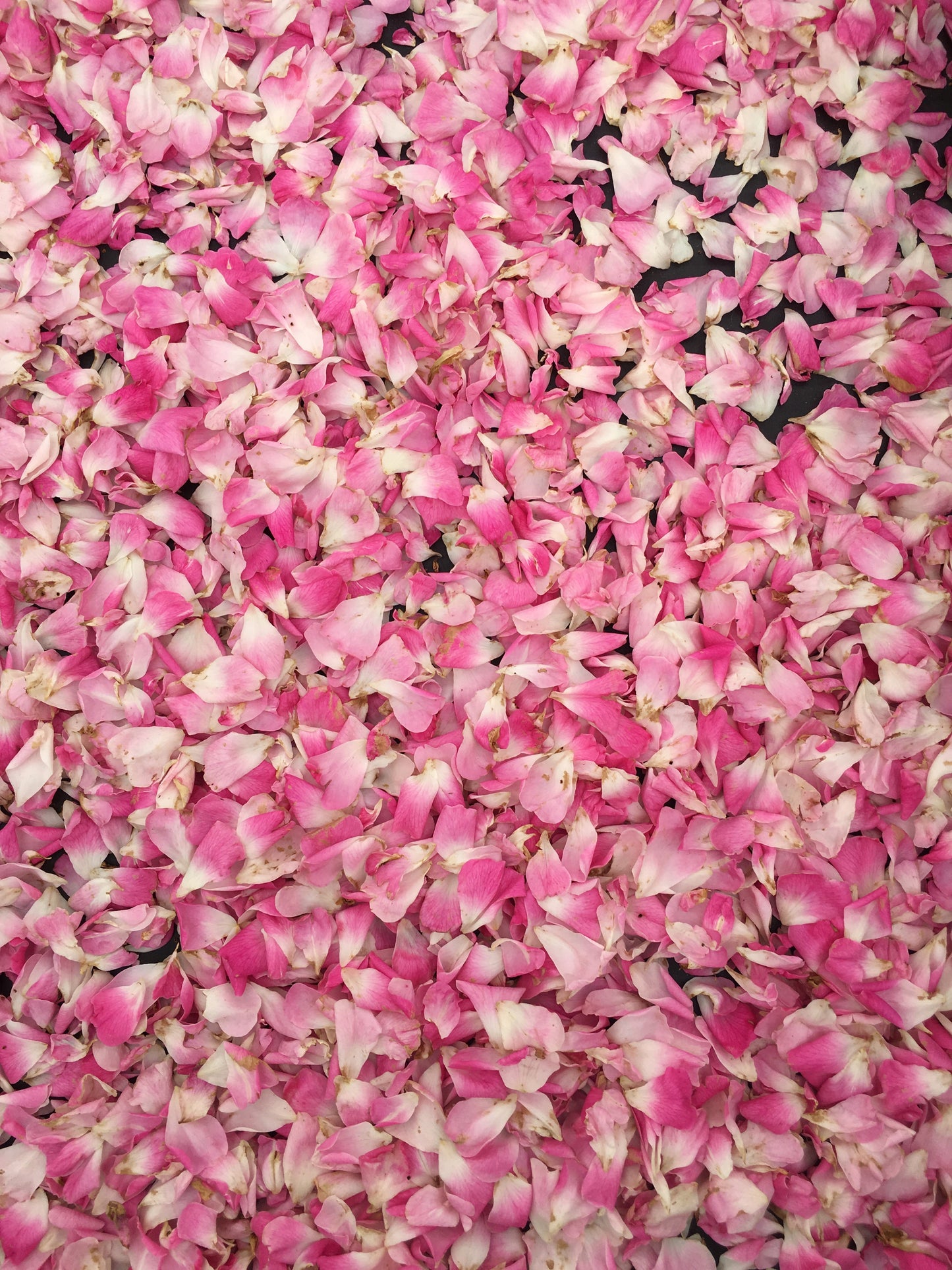 Rose Petals