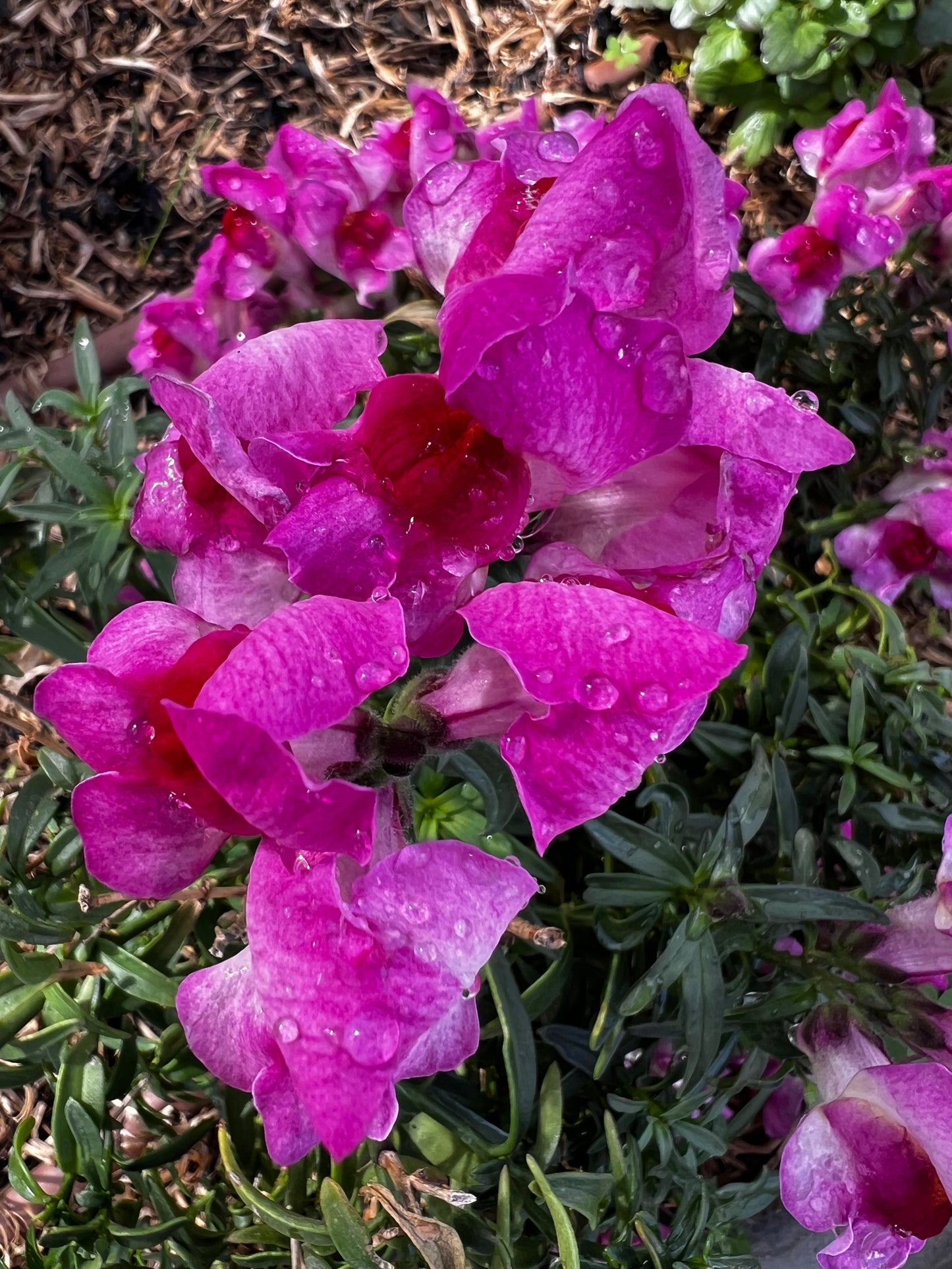 Snap Dragon