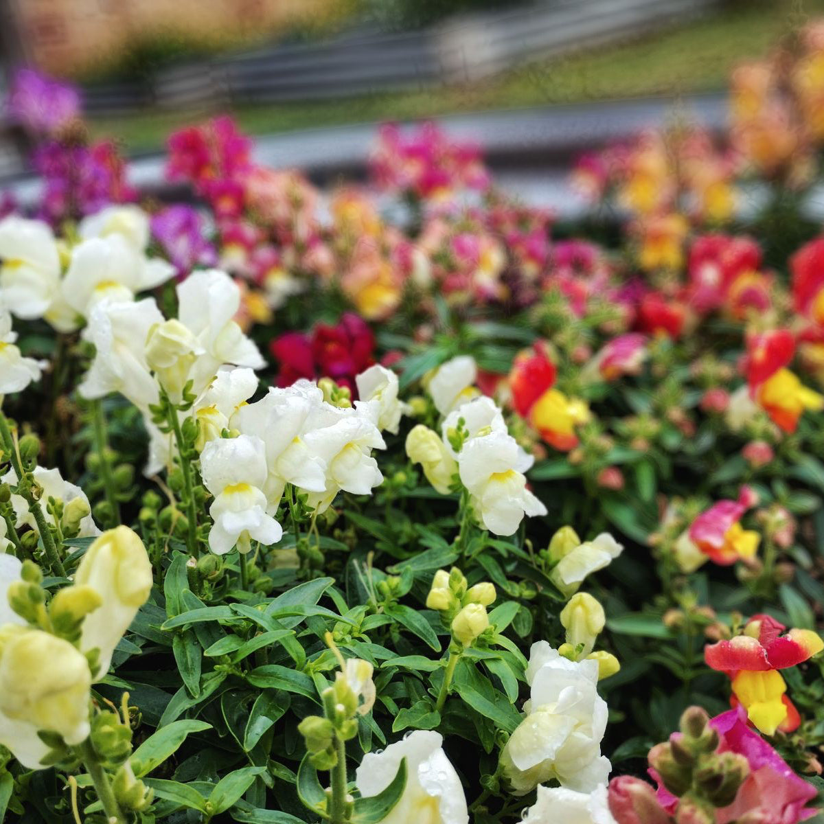 Snap Dragon