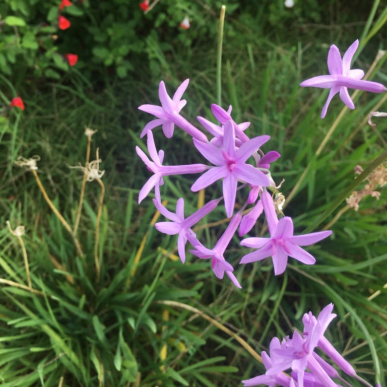 Society Garlic Flower