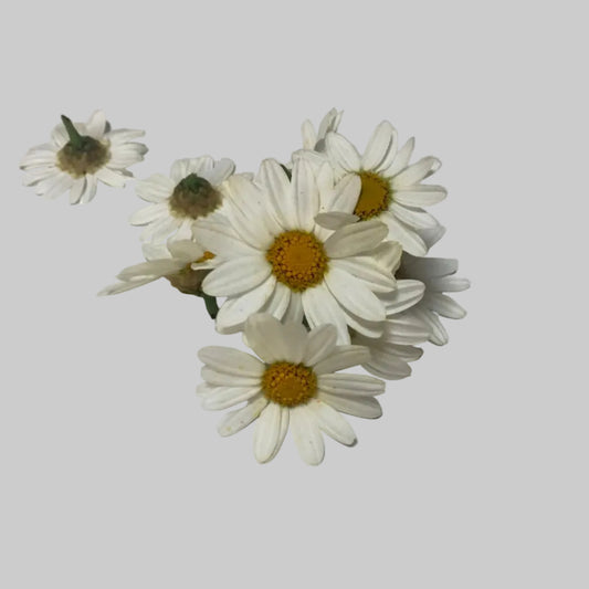 White Aster Daisy Flower