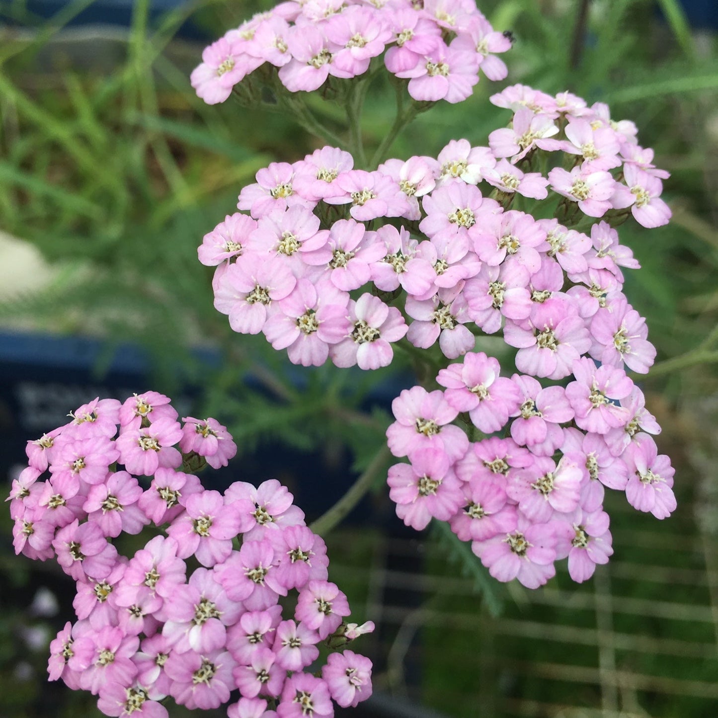 Yarrow Leaves