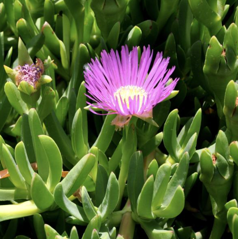 Karkalla - Beach Banana