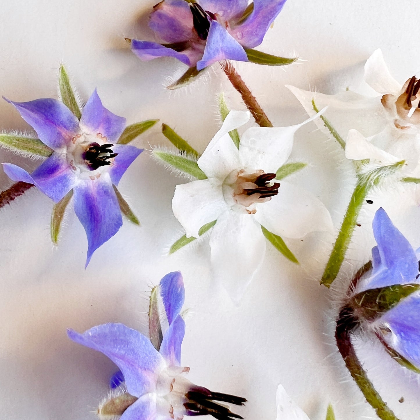 Borage Flower