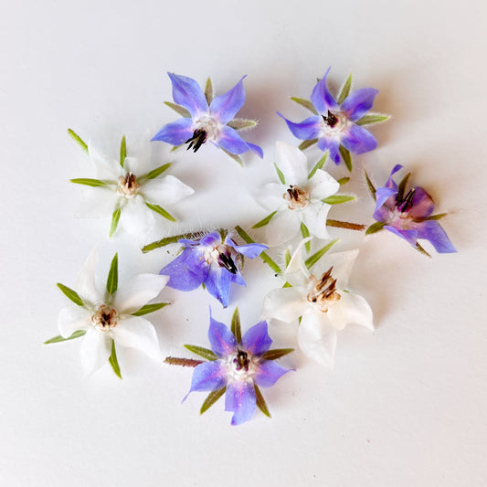 Borage Flower