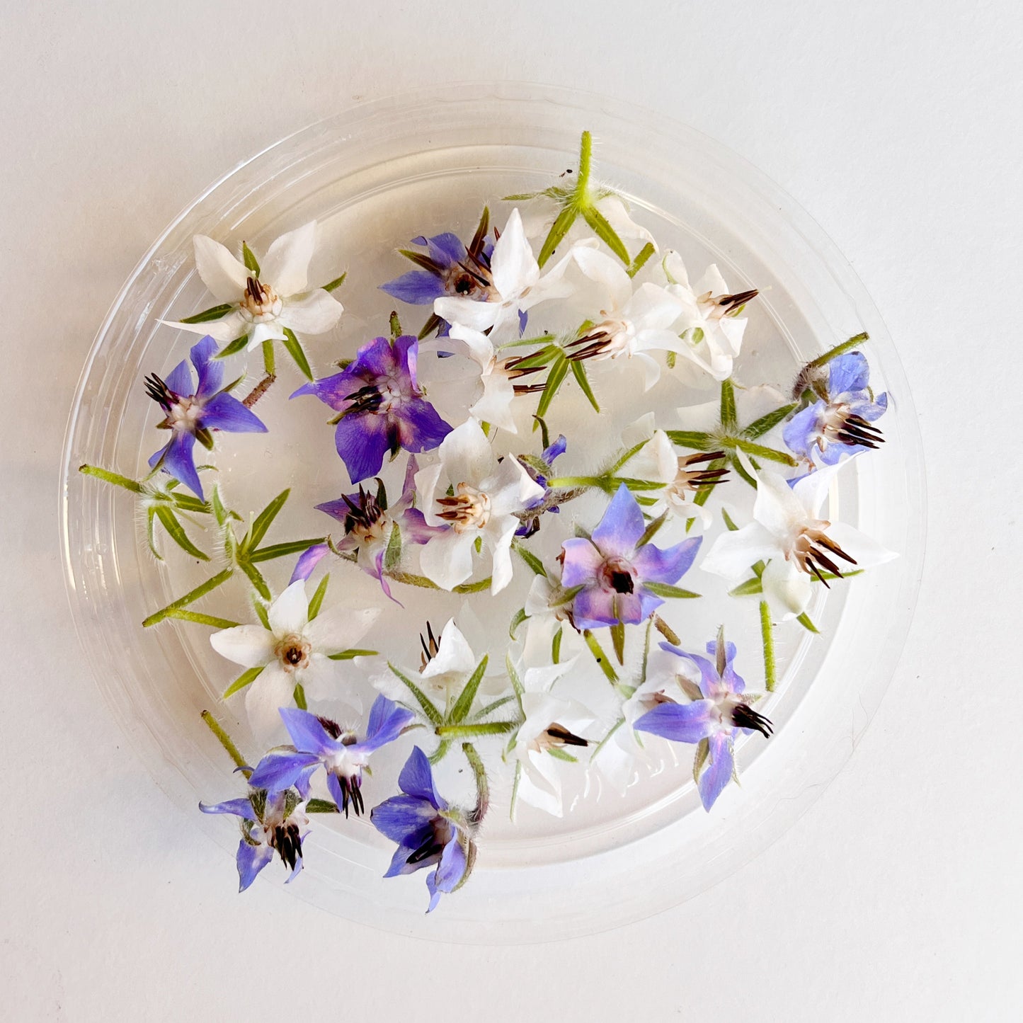 Borage Flower