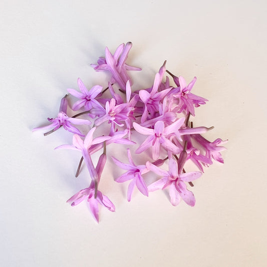 Society Garlic Flower