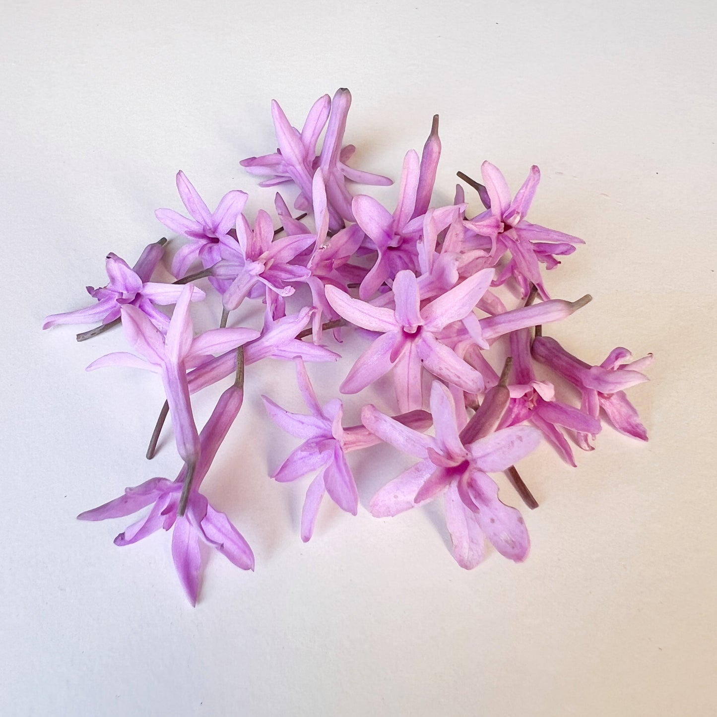 Society Garlic Flower