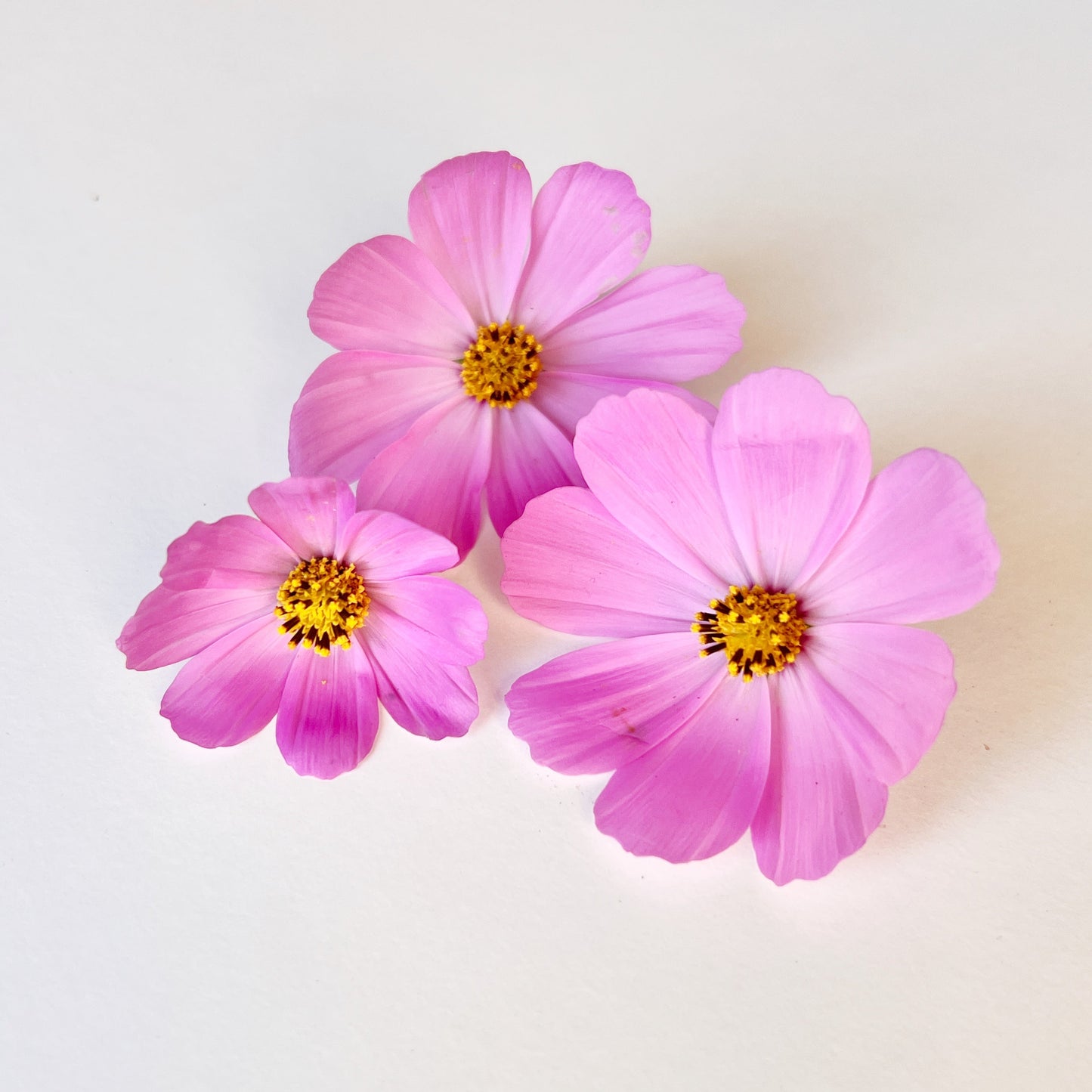 Cosmos Flower