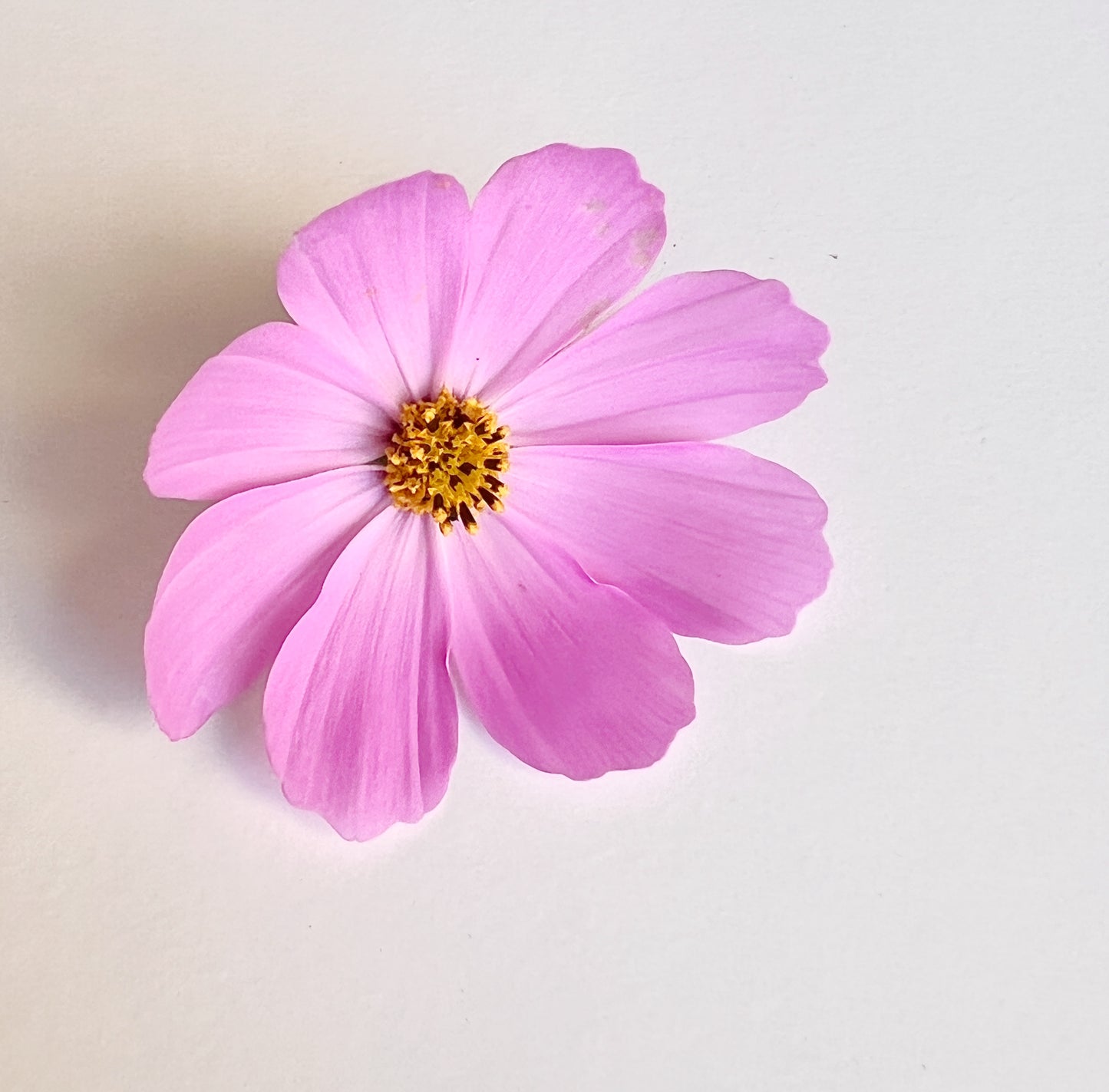 Cosmos Flower