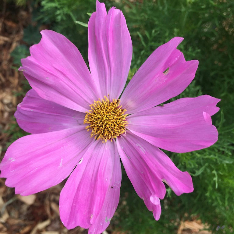 Cosmos Flower