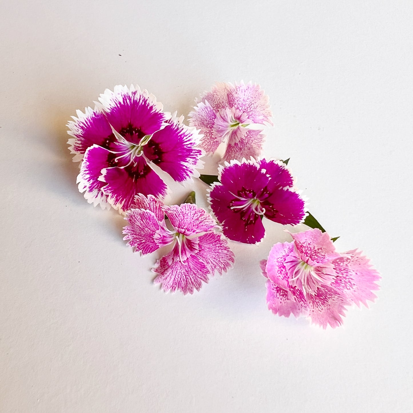Dianthus Flower