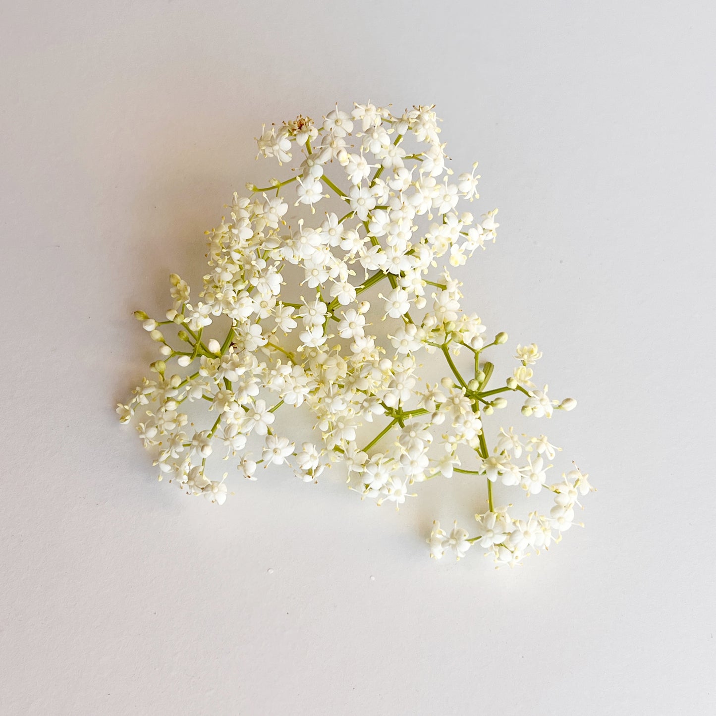 Elderflower