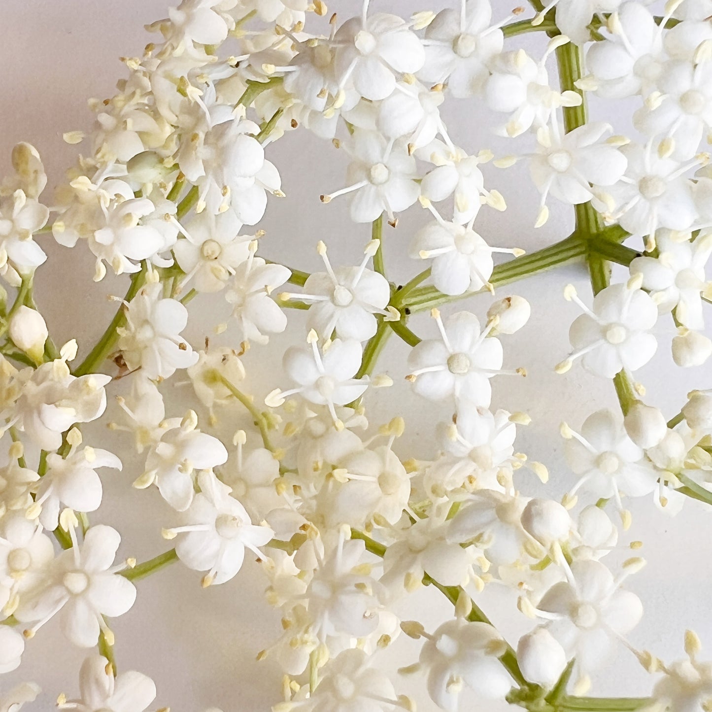 Elderflower