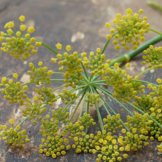 Fennel Flower