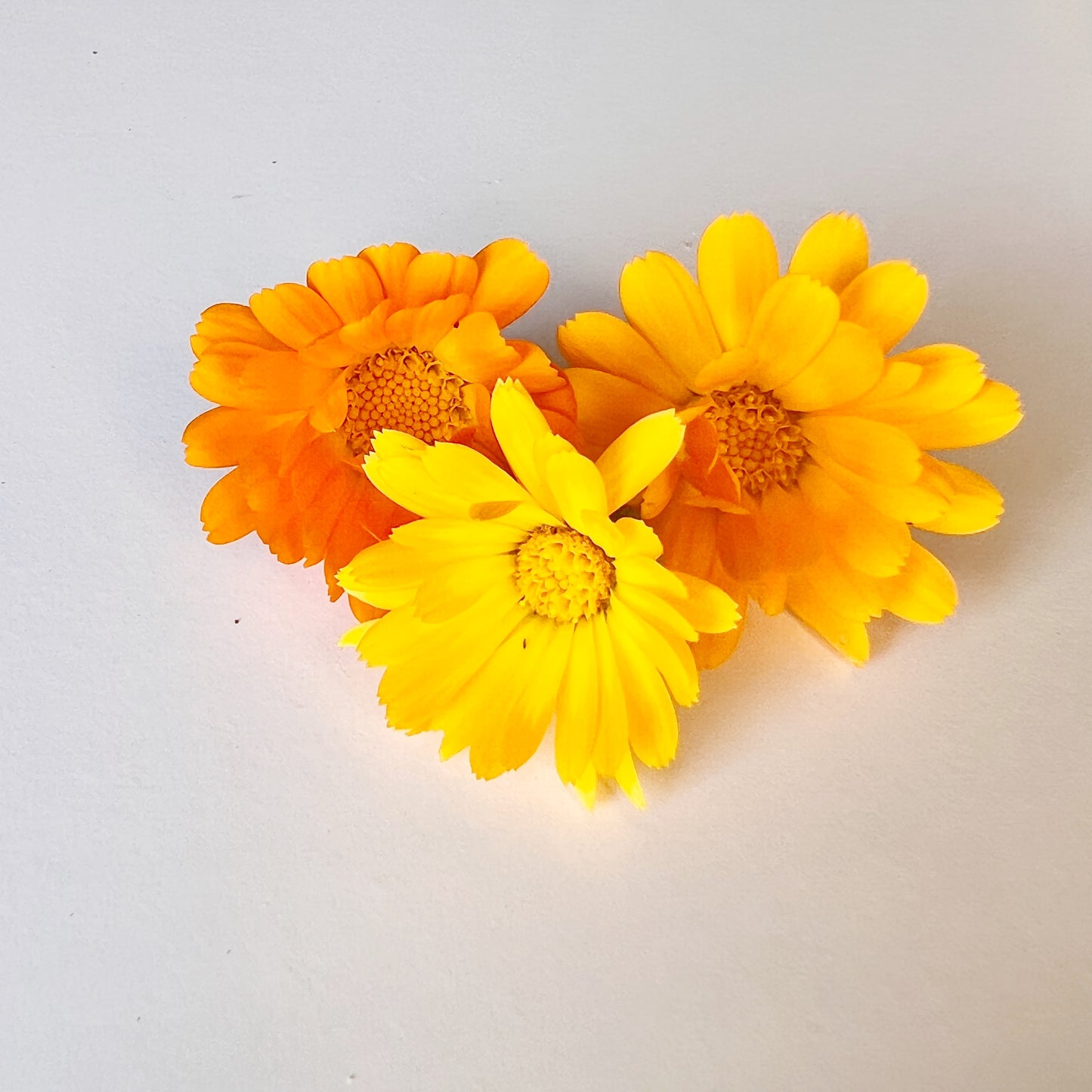 Calendula Marigold Flower