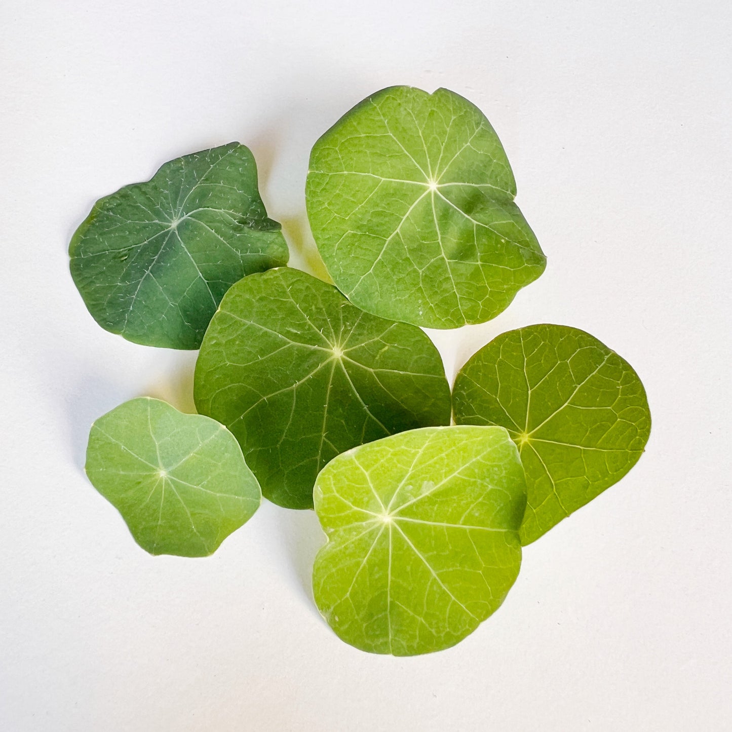 Nasturtium Leaves