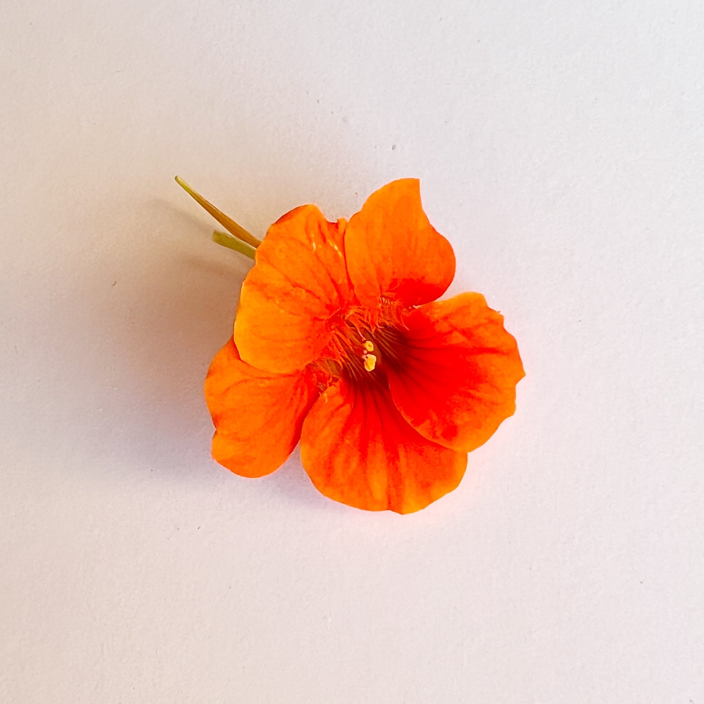 Nasturtium Flower