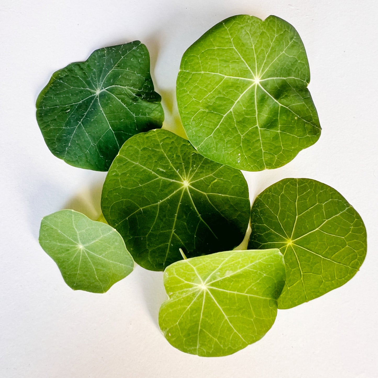 Nasturtium Leaves