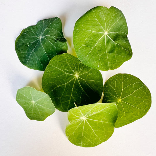 Nasturtium Leaves