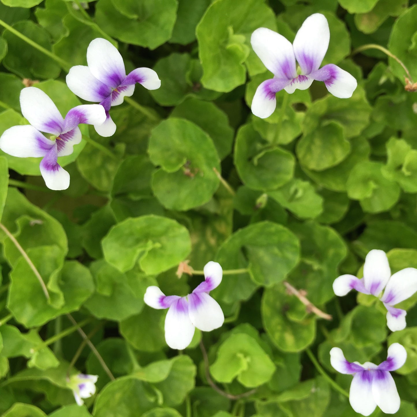 Native Violet Flower