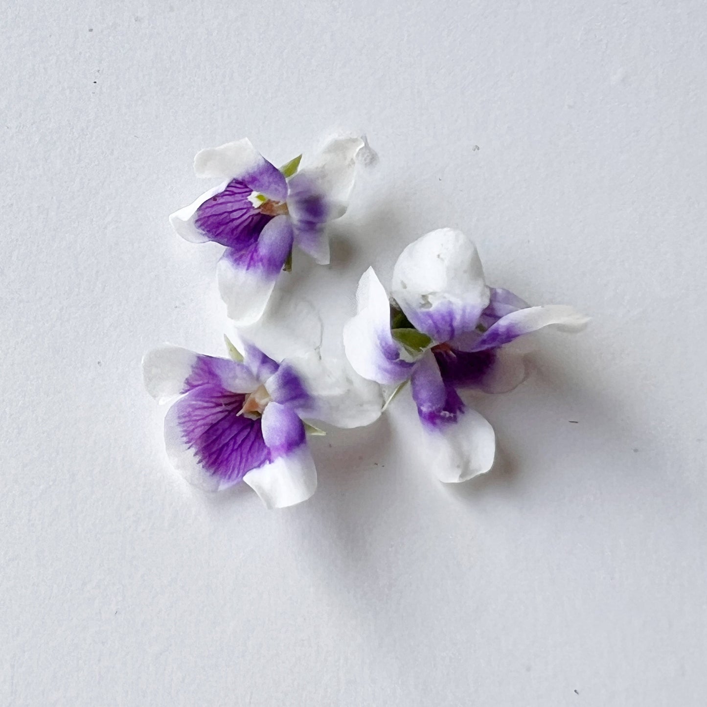 Native Violet Flower