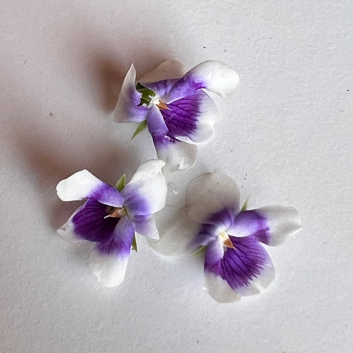 Native Violet Flower
