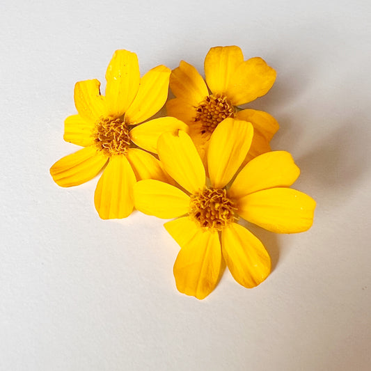 Pineapple Marigold Flower
