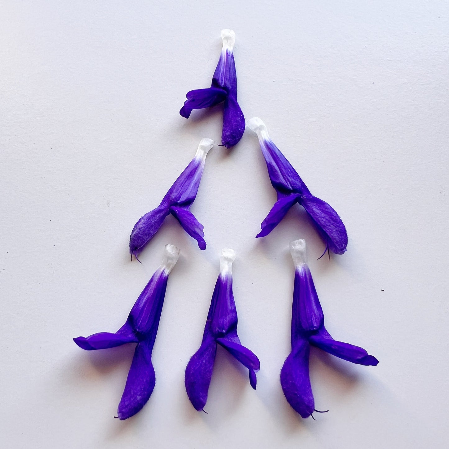 Sage (Salvia sp.)
