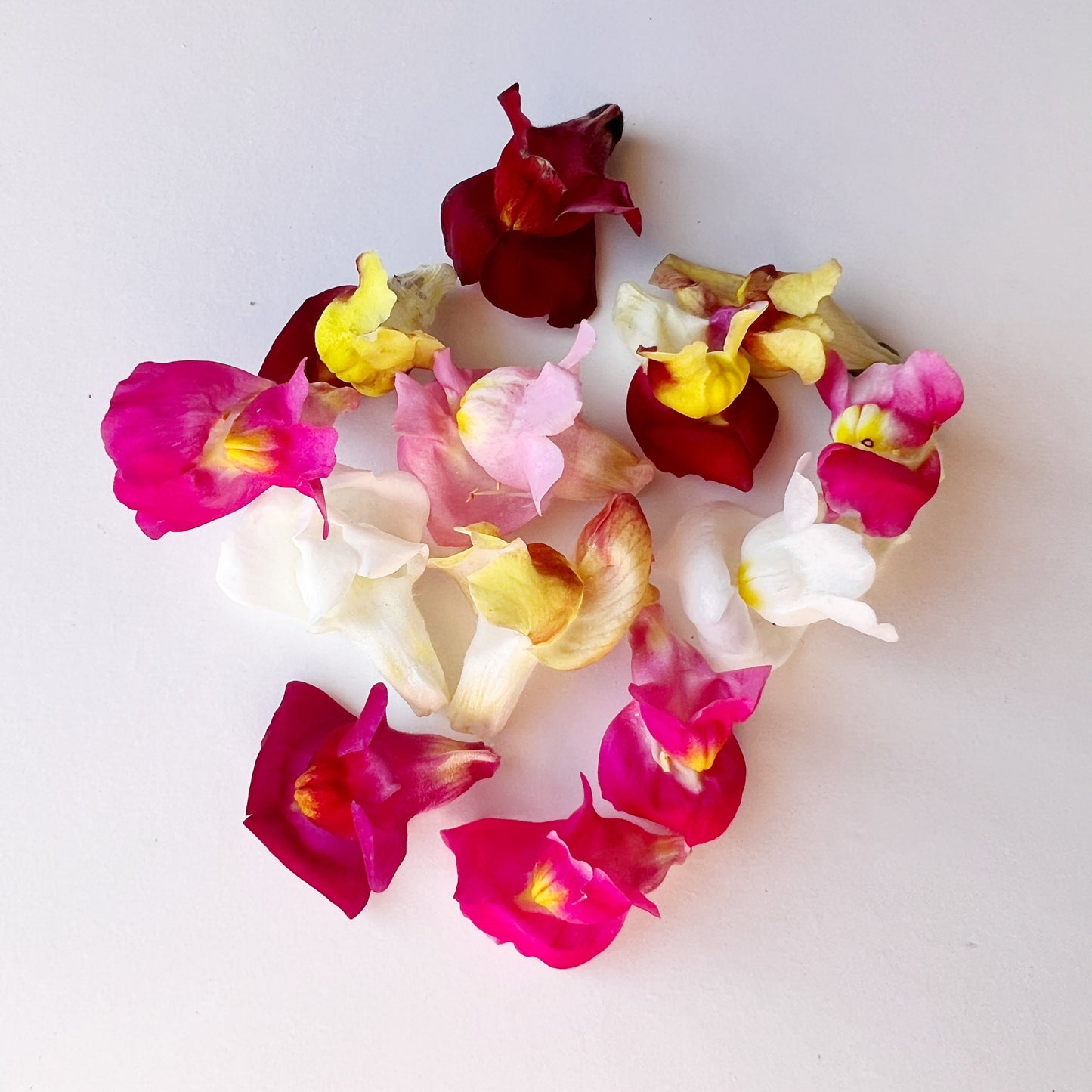 Snap Dragon