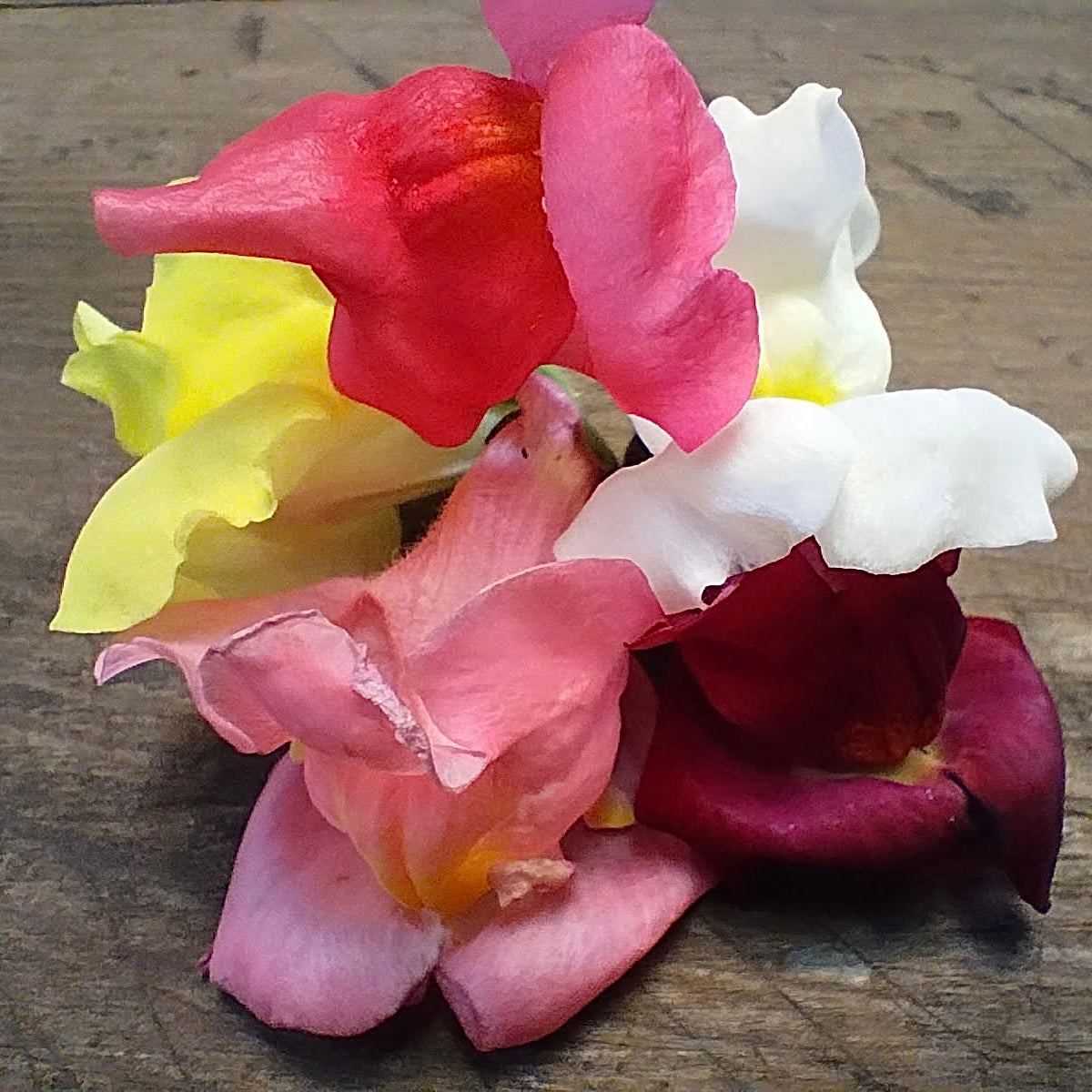 Snap Dragon