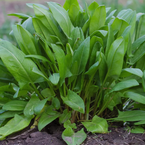 Sorrel Leaves