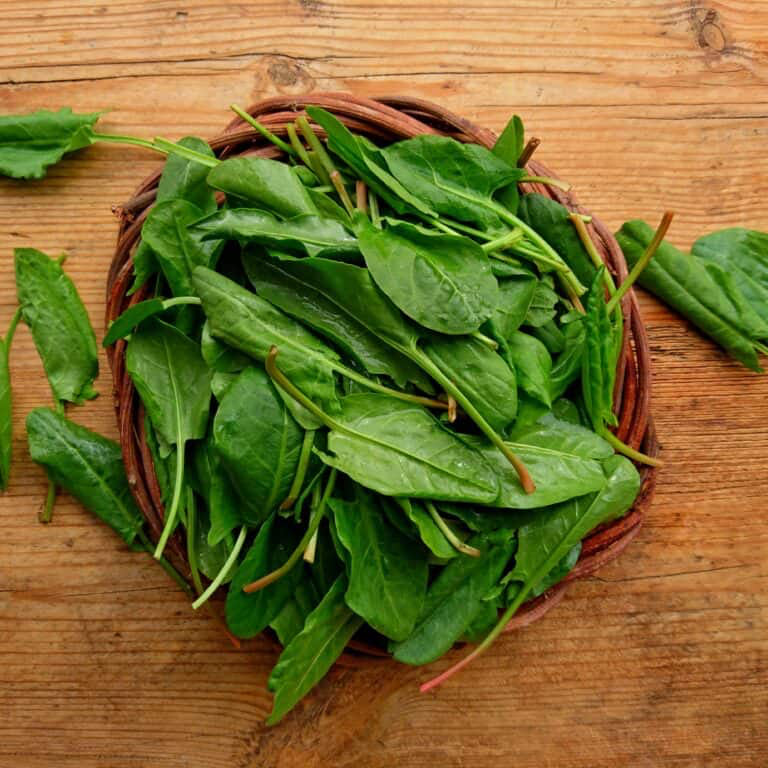 Sorrel Leaves