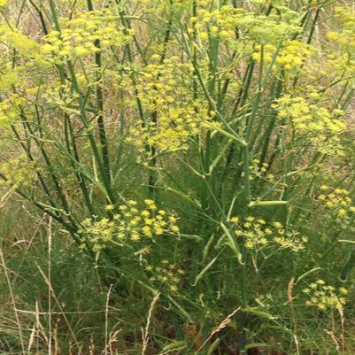 Fennel Flower